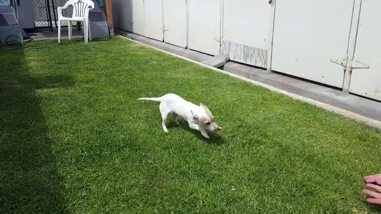 Puppy who was found abused reunites with officer who rescued him