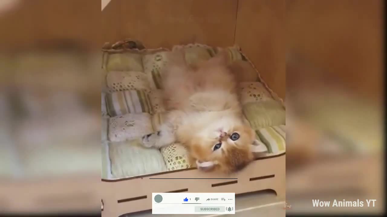 Baby Cats Cute And Funny Cat Video Compilation