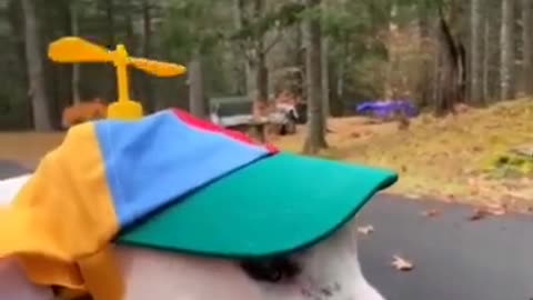 funnyanimals