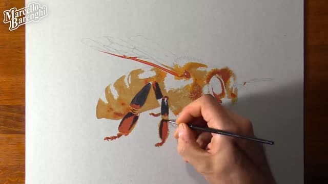 Depict The Color Shape Of The Limbs Of Bees