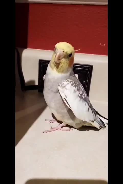 Adorable bird gives kisses