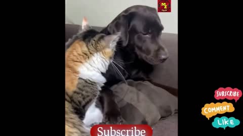 SanThe end 😂😂#wee #animal #cat #cats #dog #dogs #pets #animals #pet #funny #viral #shorts #