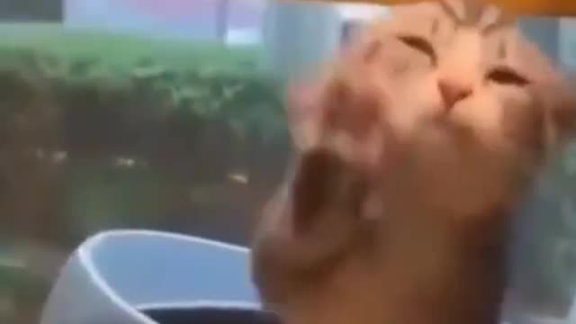 Funniest Animals đ§ - Best Of The 2022 Funny Animal Videos đ - Cutest Animals Ever