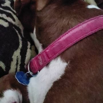 Brown Eyed Doggo Sleeping