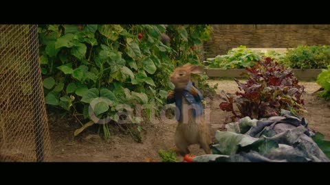 Rabit peter cartoon vegetable picking with team funny video