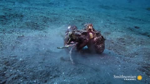 A Coconut Octopus Uses Tools to Snatch a Crab