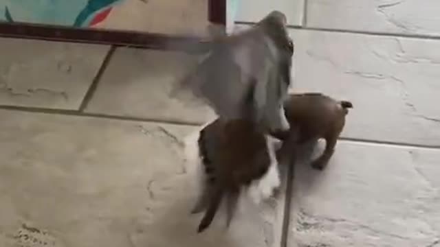 Cute doggo with a bird friend