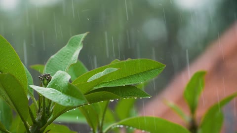 Sleep video Nature Rain