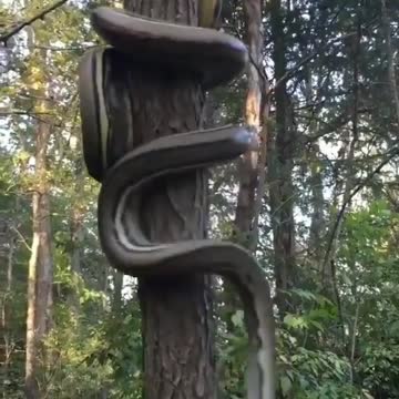a cobra is climbing a tree