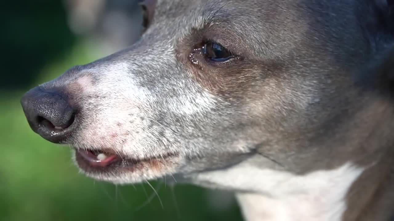 I Filmed My Dog Every Time He Cried Or He Was Nasty AllDay Long