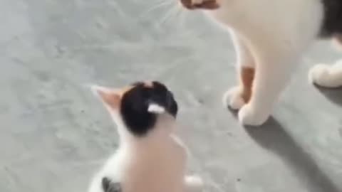 Cat baby 🐈 talk to mother 🤣🤣