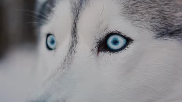 husky with beautiful eye