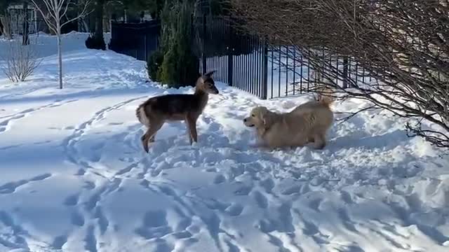 Excited pup really wants to play with friendly deer