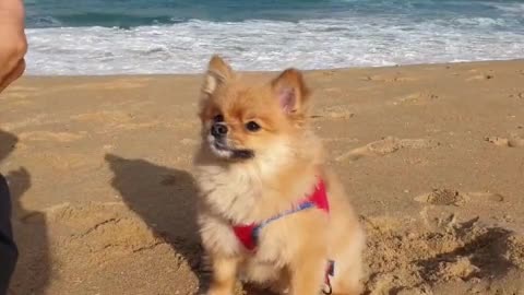 Puppy waiting for a snack