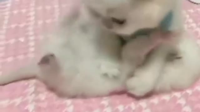 adorable little kitty plays ▶️...collected