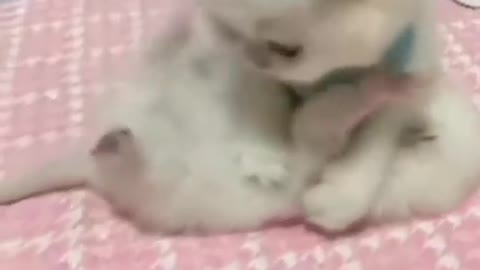 adorable little kitty plays ▶️...collected