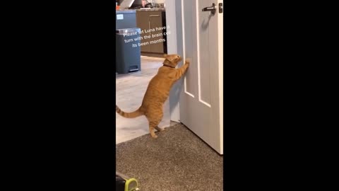 Best Funny Animal Videos 2023😂 Funniest Cats And Dogs Videos Will Make You Laugh