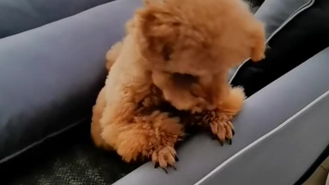 beautiful dog