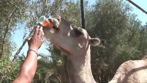 camel drinking Fanta from the bottle 😳