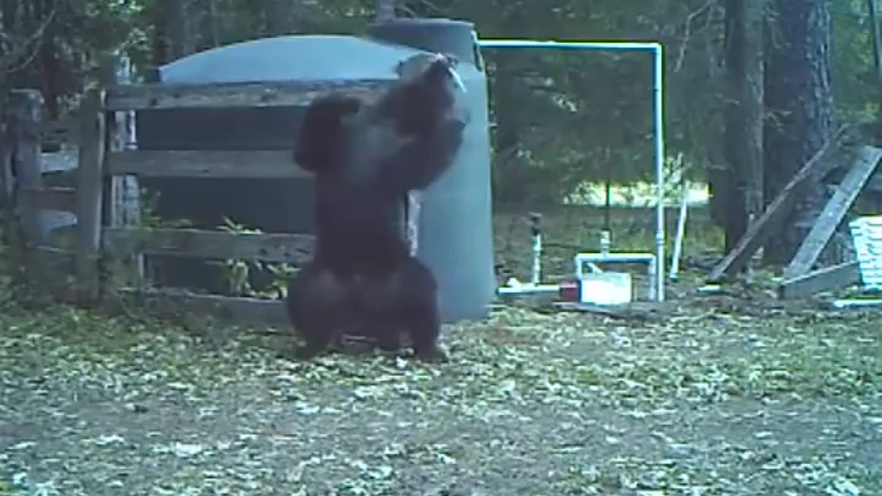 Bear Gets Hit In The Junk