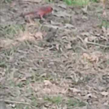 Northern Cardinal
