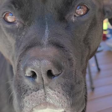 Pitbull mixes want to go into the backyard