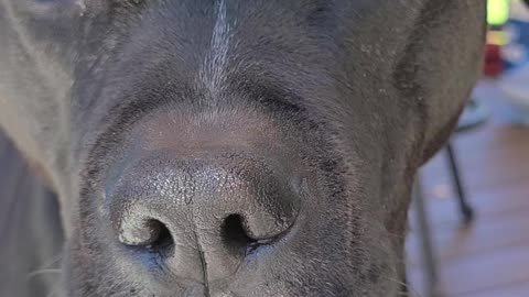 Pitbull mixes want to go into the backyard