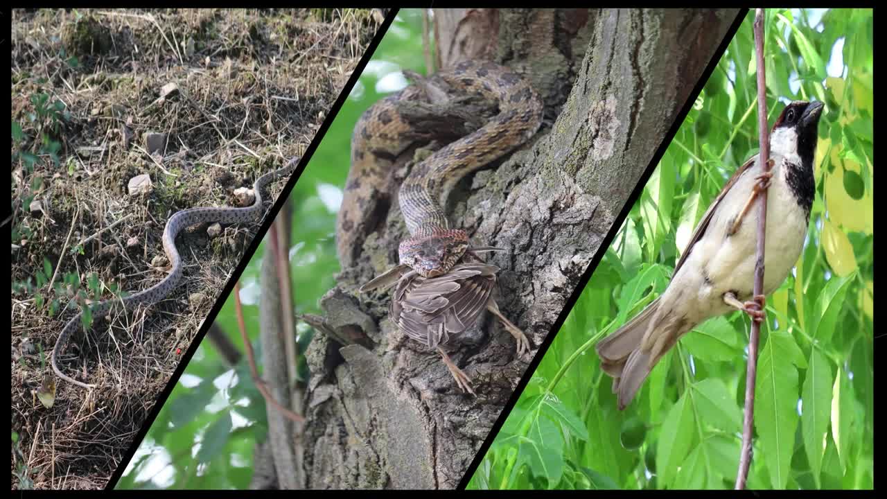 House Sparrow hunt by Snake