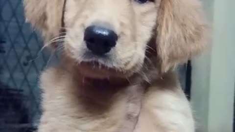 Golden retriever puppy sri lanka