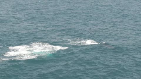 Whales at Manaba Beach, South Africa