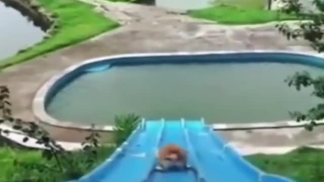 🐶 water slide 🤩🤩🤩🤩🤩