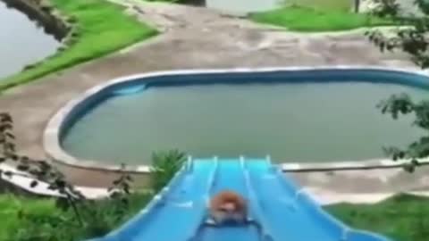 🐶 water slide 🤩🤩🤩🤩🤩