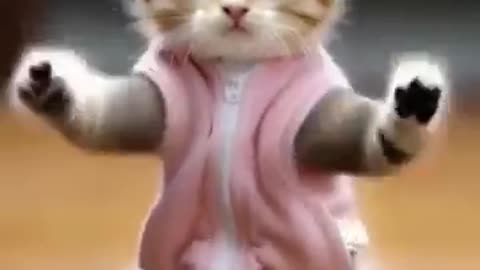 Funny cat Dancing