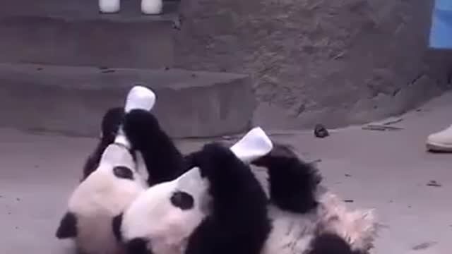 Cute panda๐๐