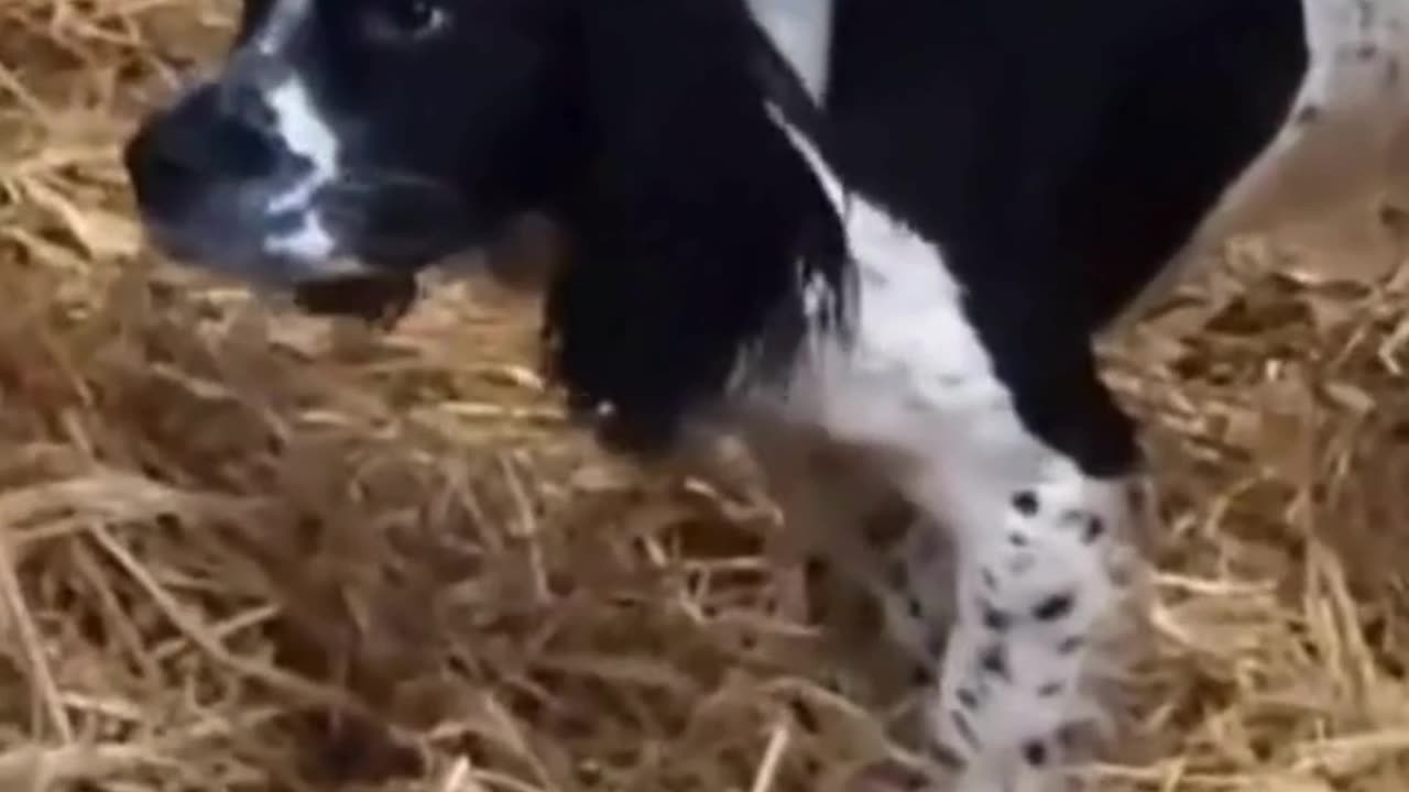 Funny cow vs dog