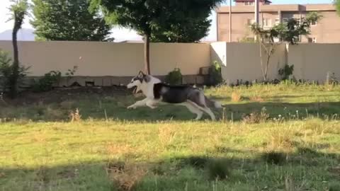 Mila running in the yard 2