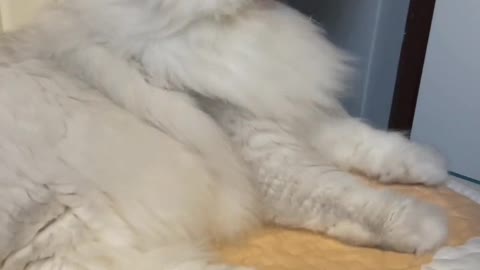 Lovely cat, carefree cat