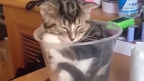 Cat Bucket