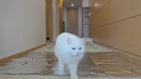 Ultimate Cat Obstacle