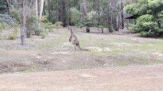 Saturday morning hike encounter