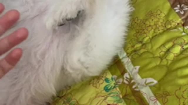 video of pomeranian yawning