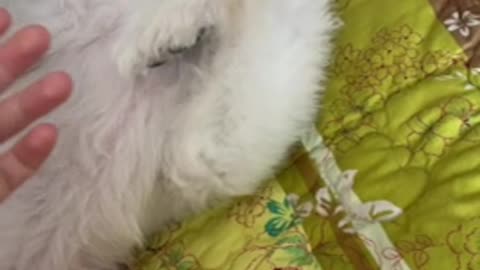 video of pomeranian yawning