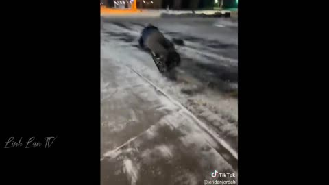 Funny videos of the year