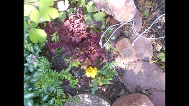 Heart Shaped Love Creeping Wood Sorrel