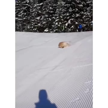 Dog playing in snow ❄️