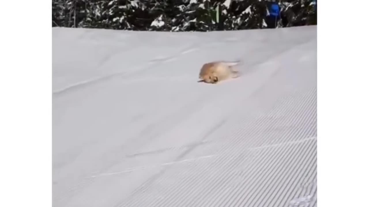 Dog playing in snow ❄️