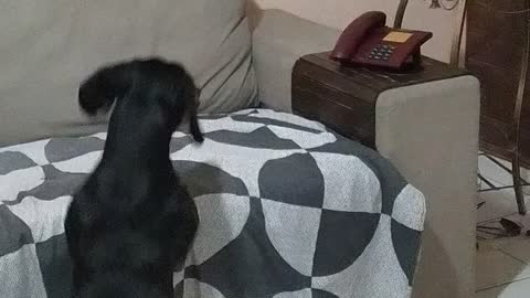 Dog is a Pro at Answering the Phone