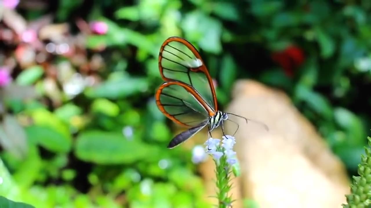 10 Most Beautiful Butterflies