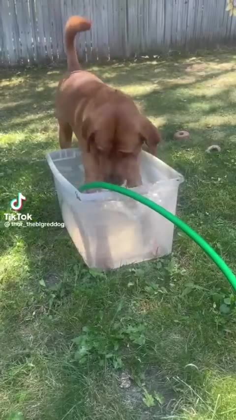 Funny dogs to make your day better _relaxmydog _funny _dogs _funnydogs _compilation