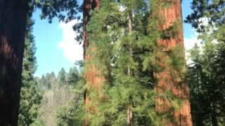 Driving Through Sequoia National Park